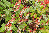 Biosphoto | 2609449 | Plume d'Indien (Mina lobata) en fleurs, Jardin des plantes, Le Mans, Sarthe, France | &copy; Michel Gile / Biosphoto