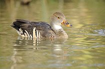 Biosphoto | 1252556 | Plumed Whistling-duck on water | &copy; Thierry Van Baelinghem / Biosphoto