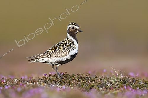 Biosphoto | 2434870 | Pluvier doré (Pluvialis apricaria) mâle au sol dans la toundra en fleurs, Suède | &copy; Ivan Sjögren / Biosphoto