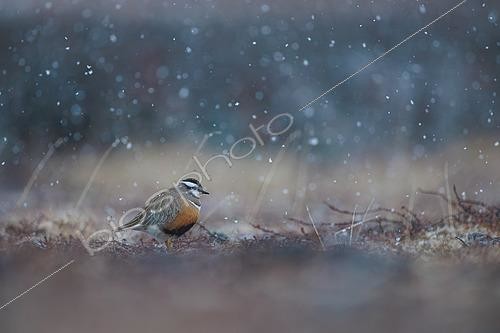 Biosphoto | 2577003 | Pluvier Guignard (Charadrius morinellus), dans son milieu, sur ses terres de nidification sous une petite averse de neige de début d'été sur les hauts plateaux du Varanger en Norvège | &copy; Michael Adam / Biosphoto