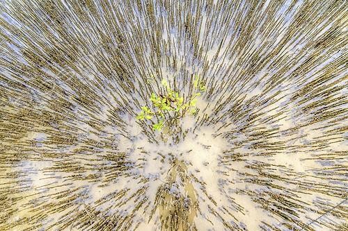 Biosphoto | 2065862 | Pneumatophores de palétuviers - Ningaloo Marine park -Western Australia, Les pneumatophores permettent aux palétuviers (Avicennia marina, Rhyzophora stylosa.) de respirer dans la vase des mangroves. Les mangroves forment un ecosysteme très fragile et original, menacé partout dans le monde. | &copy; Jean-Philippe Delobelle / Biosphoto