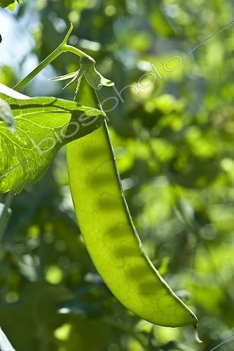 Biosphoto | 1127805 | Pod peas in a vegetable garden Ain France | &copy; Marc Chatelain / Biosphoto