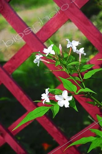 Biosphoto | 917242 | Poet's jasmine in bloom in a garden | &copy; Frédéric Didillon / Biosphoto