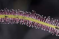 Biosphoto | 34139 | Poils gluants d'une feuille de Drosera 