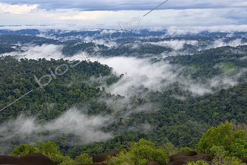 Biosphoto | 2583275 | Point de vue depuis l'Inselberg de la réserve naturelle des Nouragues. Point de vue de toute la forêt et la canopée depuis le sommet de l'inselberg. Les Inselbergs, aussi appelés « savanes-roches » en Guyane peuvent également se présenter comme de grandes étendues plus ou moins plates de granit dénudé - Régina, Guyane Française. | &copy; Vincent Premel / Biosphoto
