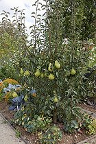 Biosphoto | 1250748 | Poirier 'William' en fruit dans un jardin | &copy; NouN / Biosphoto