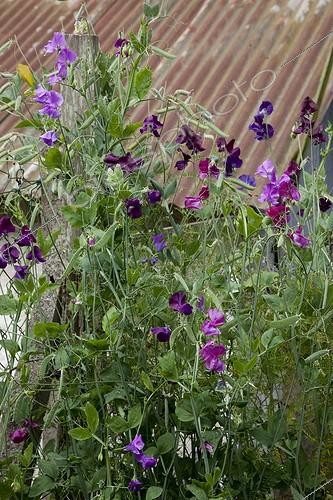 Biosphoto | 1148801 | Pois de senteur en fleur dans un jardin | &copy; NouN / Biosphoto