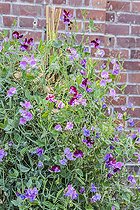 Biosphoto | 2434782 | Pois de senteur (Lathyrus odoratus grandiflora) 'Cupani' | &copy; Jean-Michel Groult / Biosphoto
