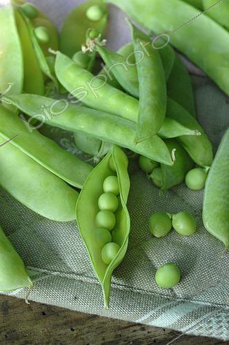 Biosphoto | 2504272 | Pois Mangetout et Petits pois (Pisum sativum), récolte du jardin | &copy; Catherine Fruhinsholz / Biosphoto