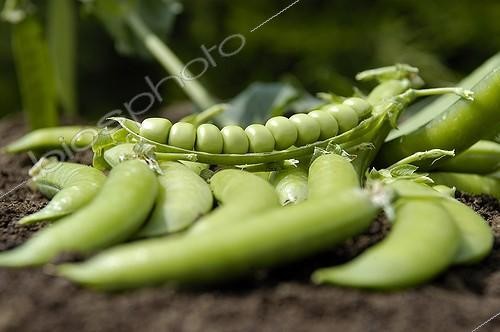 Biosphoto | 445556 | Pois rames 'Roi des conserves' | &copy; DIGIT images / Biosphoto