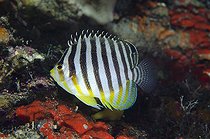 Biosphoto | 2561111 | Poisson-ange à rayures (Centropyge multifasciata), Site de plongée Elmoost, Weda, Halmahera, Moluques du nord, Indonésie, mer d'Halmahera | &copy; Colin Marshall / Biosphoto