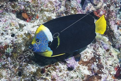 Biosphoto | 2444487 | Poisson-ange du Queensland (Chaetodontoplus meredithi). Heron Island. Grande barrière de corail. Australie. Pacifique. | &copy; Jean-Michel Mille / Biosphoto
