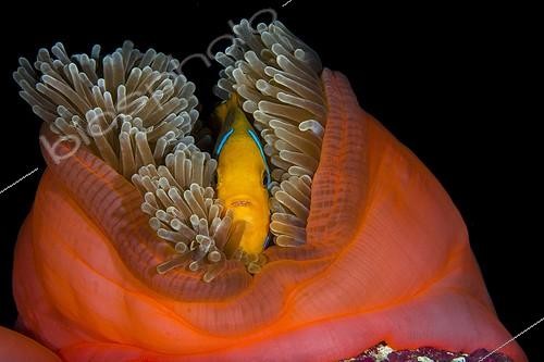 Biosphoto | 1924092 | Poisson-clown dans Anémone de mer - Polynésie Française | &copy; Fabien Michenet / Biosphoto