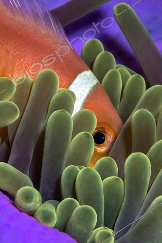 Biosphoto | 2600906 | Poisson-clown des Maldives (Amphiprion nigripes) s'abritant dans une anémone (Heteractis magnifica). Récif corallien. Maldives, hémisphère sud. Ecosystème marin. Océan Indien. | &copy; Sergio Hanquet / Biosphoto