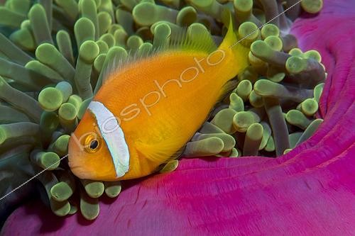 Biosphoto | 2600908 | Poisson-clown des Maldives (Amphiprion nigripes) s'abritant dans une anémone (Heteractis magnifica). Récif corallien. Maldives, hémisphère sud. Ecosystème marin. Océan Indien. | &copy; Sergio Hanquet / Biosphoto
