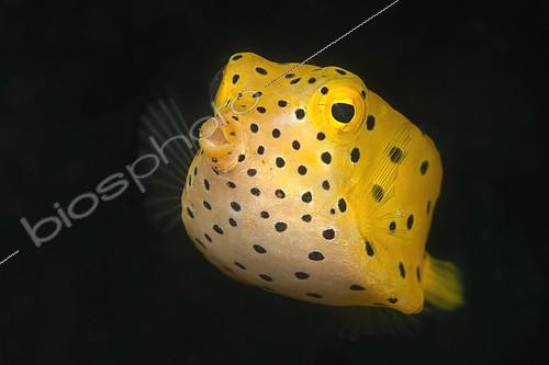 Biosphoto | 2082522 | Poisson-coffre jaune (Ostracion cubicus) juvénile, Ambon, Indonésie | &copy; Borut Furlan / WaterFrame / Biosphoto