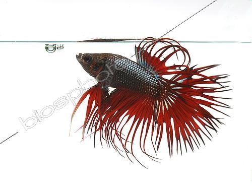Biosphoto | 2485148 | Poisson combattant du Siam (Betta splendens) mâle 'Crowntail' | &copy; Aqua Press / Biosphoto