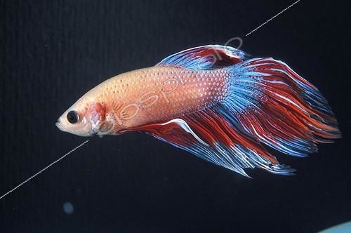 Biosphoto | 269608 | Poisson combattant mâle nageant | &copy; Yvette Tavernier / Biosphoto