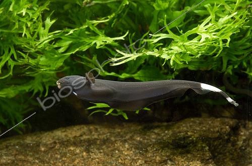 Biosphoto | 2432149 | Poisson-couteau (Apteronotus albifrons) en aquarium | &copy; Aqua Press / Biosphoto