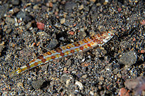 Biosphoto | 2608754 | Poisson-lézard marbré rouge (Synodus rubromarmoratus) juvénile, site de plongée Bulakan, Seraya, Karangasem, Bali, Indonésie | &copy; Colin Marshall / Biosphoto