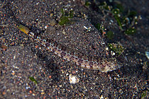 Biosphoto | 2608755 | Poisson-lézard sombre (Synodus fuscus), site de plongée Bulakan, Seraya, Karangasem, Bali, Indonésie | &copy; Colin Marshall / Biosphoto