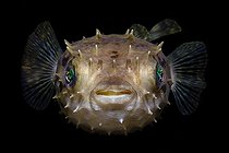 Biosphoto | 2104065 | Poisson porc-épic à bec (Cyclichthys orbicularis), Ambon, Moluques | &copy; Daniela Dirscherl / WaterFrame / Biosphoto