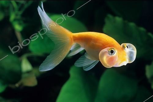 Biosphoto | 1986867 | Poisson rouge 'Bubble Eye' | &copy; Yvette Tavernier / Biosphoto