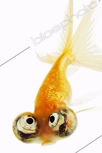 Biosphoto | 900932 | Poisson rouge sur fond blanc ; Variété sélectionnée de poisson rouge en provenance d'Asie  | &copy; Martin Harvey / Biosphoto
