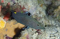 Biosphoto | 2561107 | Poisson-savon de Chabanaud (Belonoperca chabanaudi), Site de plongée Pasir Tidore, Weda, Halmahera, Moluques du Nord, Indonésie, mer d'Halmahera | &copy; Colin Marshall / Biosphoto