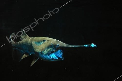 Biosphoto | 1254244 | Poisson spatule (Polyodon spathula) sur fond noir | &copy; Mark Conlin / Visual and Written - Photo Collection / Biosphoto