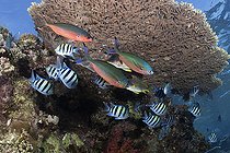 Biosphoto | 2583335 | Poissons-bagbards (Abudefduf vaigiensis) et fusilier à ligne olive (Pterocaesio tile) abrités sous un corail du genre Acropora. Récif corallien, coraux. Parc national de Ras Muhammad (Sharm Al Sheikh - Raas Mohammed) et détroit de Tiran. Péninsule du Sinaï. Mer Rouge, Égypte. | &copy; Sergio Hanquet / Biosphoto