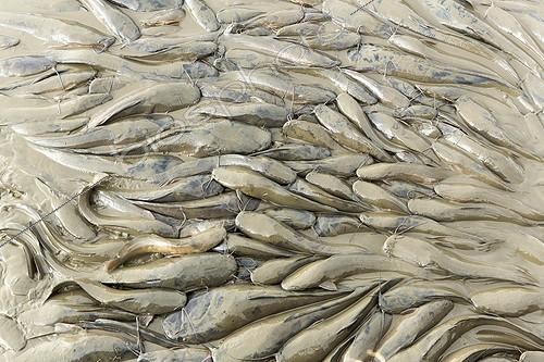 Biosphoto | 2042212 | Poissons-chats pris dans la boue en fin de saison sèche  | &copy; Michel & Christine Denis-Huot / Biosphoto