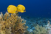 Biosphoto | 2583317 | Poissons-papillons jaunes (Chaetodon semilarvatus). Poissons de récif. Parc national de Ras Muhammad (Sharm Al Sheikh - Raas Mohammed) et détroit de Tiran. Péninsule du Sinaï. Mer Rouge, Égypte. | &copy; Sergio Hanquet / Biosphoto