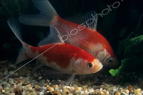 Biosphoto | 1986864 | Poissons rouges 'Sarasa komet' | &copy; Yvette Tavernier / Biosphoto