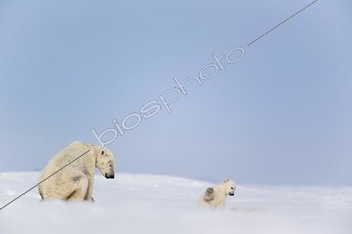 Biosphoto | 2016137 | Polar Bear and cub in snow - Hudson bay Canada ; recently out of the den | &copy; Meril Darees / Biosphoto