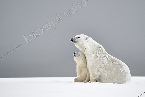 Biosphoto | 2022911 | Polar bear and cub in the snow - Barter Island Alaska | &copy; Patrick Kientz / Biosphoto