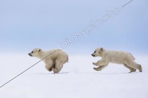 Biosphoto | 2016143 | Polar Bear cubs in the middle of a chase - Hudson Bay Canada | &copy; Meril Darees / Biosphoto