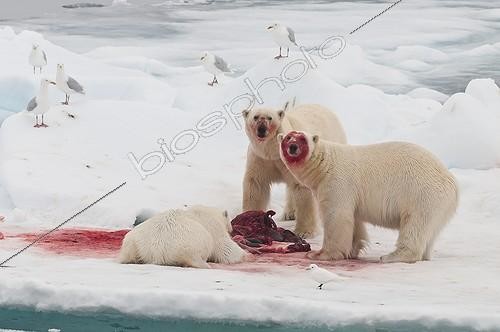 Biosphoto | 2046755 | Polar bear eating a bearded seal - Spitsbergen  | &copy; Gérard Bodineau / Biosphoto