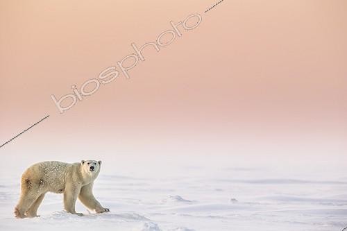 Biosphoto | 2016146 | Polar Bear in tundra - Hudson Bay Canada | &copy; Meril Darees / Biosphoto