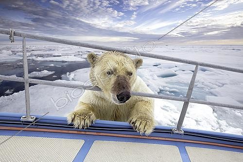 Biosphoto | 2135052 | Polar bear inspects a boat from the ice, Spitsbergen, Svalbard, Norwegian archipelago, Norway, Arctic Ocean | &copy; Franco Banfi / Biosphoto