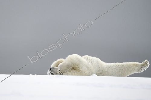 Biosphoto | 2022635 | Polar bear lying on his back - Barter Island Alaska | &copy; Patrick Kientz / Biosphoto