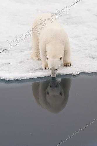 Biosphoto | 2046747 | Polar bear reflected in the water - Spitsbergen | &copy; Gérard Bodineau / Biosphoto