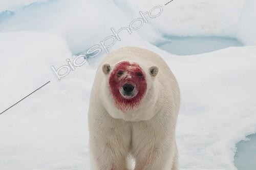 Biosphoto | 2046753 | Polar Bear's head covered in blood - Spitsbergen ; after eating a bearded seal  | &copy; Gérard Bodineau / Biosphoto