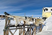 Biosphoto | 2602147 | Polar bear skins drying in the village of Ittoqqotoormiit, Northeast Greenland | &copy; Pierre Vernay / Biosphoto