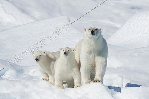 Biosphoto | 2614955 | Polar bear (Ursus maritimus), animal mother with Two Cubs, North East Greenland Coast, Greenland, Arctic | &copy; Raimund Linke / imageBROKER / Biosphoto