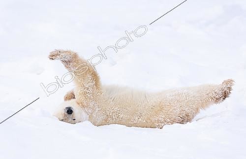 Biosphoto | 2101770 | Polar Bear (Ursus maritimus), Churchill, Hudson Bay, Manitoba, Canada, America | &copy; Juan-Carlos Muñoz / Biosphoto