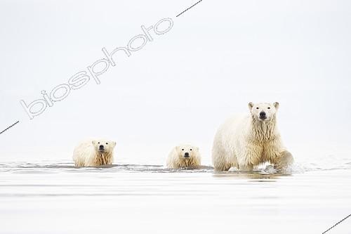 Biosphoto | 2101273 | Polar bear (Ursus maritimus) female and youngs walking in water, Barter Island, North of the Arctic Circle, Alaska. | &copy; Patrick Kientz / Biosphoto