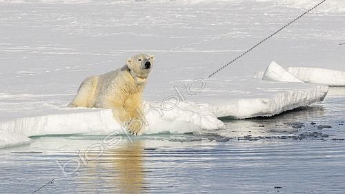 Biosphoto | 2611574 | Polar bear (Ursus maritimus) fitted with a transmitter collar resting at the edge of the fixed pack ice, Lompfjorden, Spitsbergen | &copy; Raphaël Sané / Biosphoto