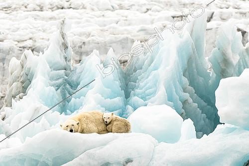 Biosphoto | 2611468 | Polar bear (Ursus maritimus) mother and cub resting on an iceberg drifting in front of a blue glacier, Brepollen, Hornsund, Spitsbergen | &copy; Raphaël Sané / Biosphoto