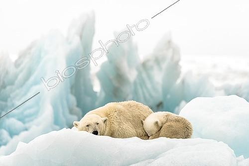 Biosphoto | 2611469 | Polar bear (Ursus maritimus) mother and cub resting on an iceberg drifting in front of a blue glacier, Brepollen, Hornsund, Spitsbergen | &copy; Raphaël Sané / Biosphoto